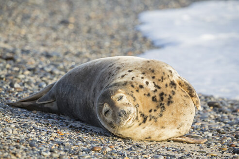 Deutschland, Helgoland, Insel Düne, Kegelrobbe (Halichoerus grypus) am Strand liegend - FO006165