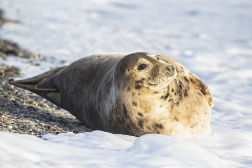 Deutschland, Helgoland, Insel Duene, Kegelrobbe (Halichoerus grypus) am Strand - FOF006166