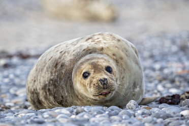 Deutschland, Helgoland, Insel Duene, Kegelrobbe (Halichoerus grypus) am Strand - FOF006168