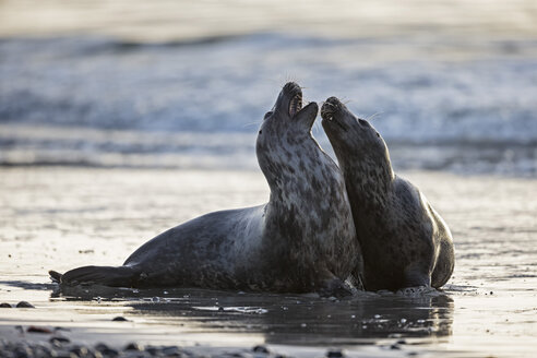 Deutschland, Helgoland, Kegelrobben (Halichoerus grypus) spielen - FOF006104