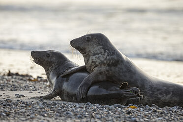 Deutschland, Helgoland, Kegelrobben (Halichoerus grypus) spielen - FOF006102