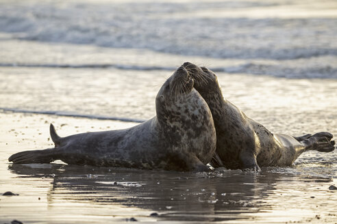 Deutschland, Helgoland, Kegelrobben (Halichoerus grypus) spielen - FOF006098