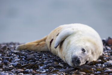 Deutschland, Helgoland, Insel Düne, Kegelrobbenwelpe (Halichoerus grypus) am Kiesstrand liegend - FOF006132