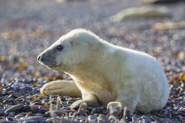 Deutschland, Helgoland, Insel Düne, Kegelrobbenwelpe (Halichoerus grypus) am Kiesstrand liegend - FOF006130