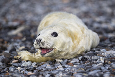 Deutschland, Helgoland, Insel Düne, Kegelrobbenwelpe (Halichoerus grypus) am Kiesstrand liegend - FOF006124