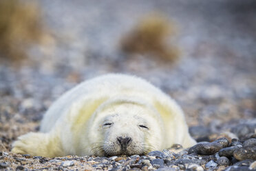 Deutschland, Helgoland, Insel Düne, Kegelrobbenwelpe (Halichoerus grypus) schlafend am Kieselstrand - FO006122