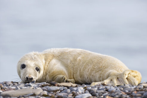 Deutschland, Helgoland, Insel Düne, Kegelrobbenwelpe (Halichoerus grypus) am Kiesstrand liegend - FOF006121