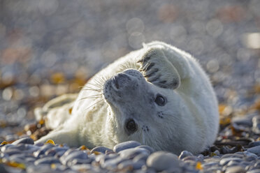 Deutschland, Helgoland, Insel Düne, Kegelrobbenwelpe (Halichoerus grypus) am Kiesstrand liegend - FOF006119