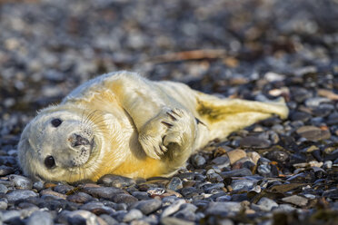 Deutschland, Helgoland, Insel Düne, Kegelrobbenwelpe (Halichoerus grypus) am Kiesstrand liegend - FOF006108