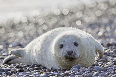 Deutschland, Helgoland, Insel Düne, Kegelrobbenwelpe (Halichoerus grypus) am Kiesstrand liegend - FOF006109