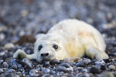 Deutschland, Helgoland, Insel Düne, Kegelrobbenwelpe (Halichoerus grypus) am Kiesstrand liegend - FO006115