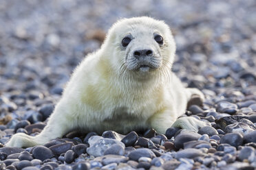 Deutschland, Helgoland, Insel Düne, Kegelrobbenwelpe (Halichoerus grypus) am Kiesstrand liegend - FOF006116