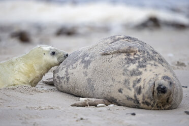 Deutschland, Helgoland, Insel Düne, Kegelrobbe (Halichoerus grypus) säugt ihr Junges am Strand - FO006171