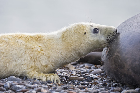 Deutschland, Helgoland, Insel Düne, Kegelrobbe (Halichoerus grypus) säugt ihr Junges am Strand, lizenzfreies Stockfoto