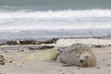 Deutschland, Helgoland, Insel Düne, Kegelrobbe (Halichoerus grypus) säugt ihr Junges am Strand - FOF006173