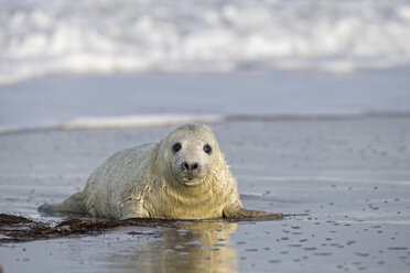 Deutschland, Helgoland, Insel Düne, Kegelrobbenwelpe (Halichoerus grypus) am Strand - FOF006175