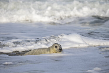 Deutschland, Helgoland, Insel Düne, Kegelrobbenwelpe (Halichoerus grypus) im Wasser - FOF006177