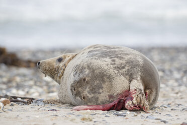 Deutschland, Helgoland, Insel Düne, Kegelrobbe (Halichoerus grypus) bei der Geburt am Strand - FO006178