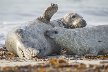 Deutschland, Helgoland, Insel Düne, Kegelrobbe (Halichoerus grypus) säugt ihr Junges am Strand - FO006181