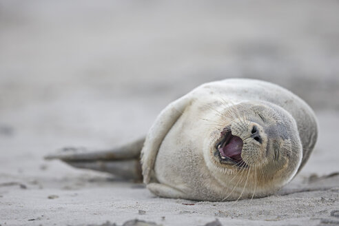 Deutschland, Schleswig-Holstein, Helgoland, Insel Düne, Seehundwelpe (Phoca vitulina) am Strand liegend - FOF006136