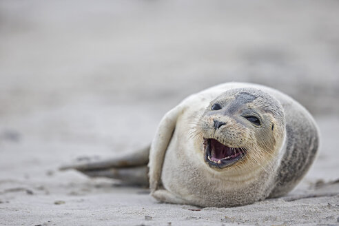 Deutschland, Schleswig-Holstein, Helgoland, Insel Düne, Seehundbaby (Phoca vitulina) am Strand liegend - FOF006137