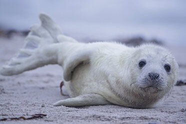 Deutschland, Schleswig-Holstein, Helgoland, Insel Düne, Kegelrobbenwelpe (Halichoerus grypus) am Strand liegend - FOF006139