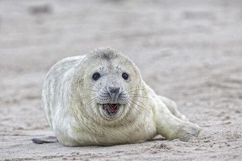 Deutschland, Schleswig-Holstein, Helgoland, Insel Düne, Kegelrobbenwelpe (Halichoerus grypus) am Strand liegend - FO006142