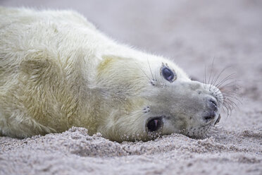 Deutschland, Schleswig-Holstein, Helgoland, Insel Düne, Kegelrobbenwelpe (Halichoerus grypus) am Strand liegend, Teilansicht - FO006146