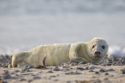 Deutschland, Schleswig-Holstein, Helgoland, Insel Düne, Kegelrobbenwelpe (Halichoerus grypus) am Strand liegend - FOF006147