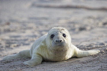 Deutschland, Schleswig-Holstein, Helgoland, Insel Düne, Portrait eines Kegelrobbenwelpen (Halichoerus grypus) am Strand liegend - FOF006148