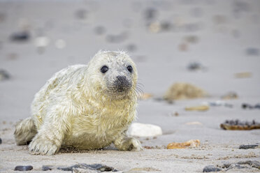 Deutschland, Schleswig-Holstein, Helgoland, Insel Düne, Kegelrobbenwelpe (Halichoerus grypus) am Strand liegend - FO006149