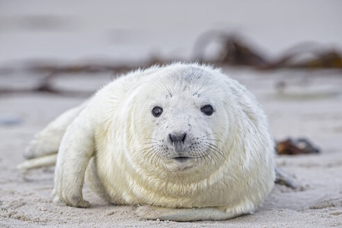 Deutschland, Schleswig-Holstein, Helgoland, Insel Düne, Kegelrobbenwelpe (Halichoerus grypus) am Strand liegend - FOF006150