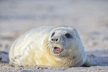 Deutschland, Schleswig-Holstein, Helgoland, Insel Düne, Kegelrobbenwelpe (Halichoerus grypus) mit offenem Maul am Strand liegend - FO006151