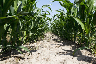 Maisfeld mit einer Reihe von Maispflanzen (Zea mays) - CSF020908