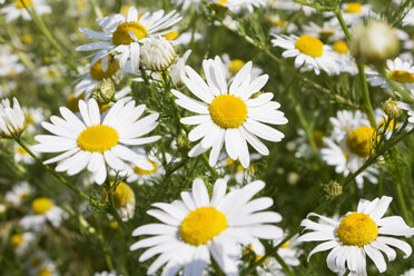 Kamille-Wiese (Matricaria chamomilla), Nahaufnahme - CSF020909