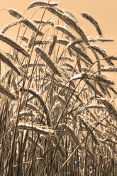 Germany, Rhineland-Palatinate, spikes of rye field - CSF020910