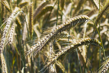 Germany, Rhineland-Palatinate, spikes of rye field, close-up - CSF020911