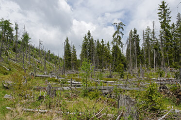 Deutschland, Nationalpark Bayerischer Wald, Wald bei Finsterau - LB000576