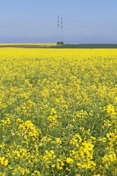 Deutschland, Nordrhein-Westfalen, Pulheim, Blick auf Rapsfelder (Brassica napus) vor Überland-Hochspannungsleitungen - GW002608