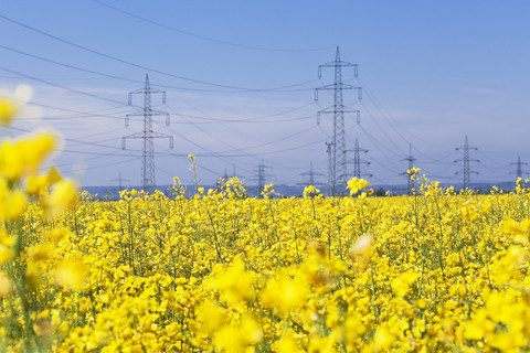 Deutschland, Nordrhein-Westfalen, Pulheim, Blick auf Rapsfelder (Brassica napus) vor Überland-Hochspannungsleitungen, lizenzfreies Stockfoto