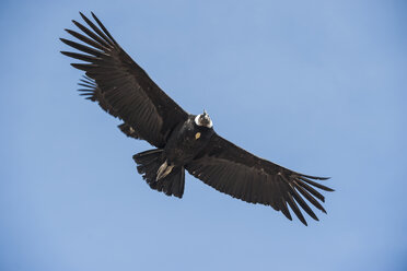 Peru, Colca-Schlucht, Andenkondor (Vultur gryphus) - PAF000469