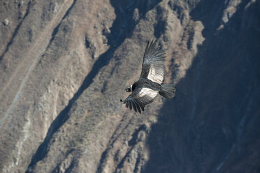 Peru, Colca Canyon, Andean Condor (Vultur gryphus) - PAF000468