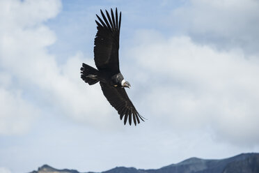 Peru, Colca-Schlucht, Andenkondor (Vultur gryphus) - PAF000467