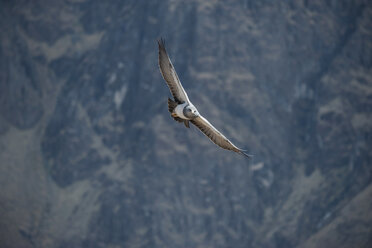 Peru, Colca Canyon, Black-chested Buzzard-Eagle (Geranoaetus melanoleucus) - PAF000466