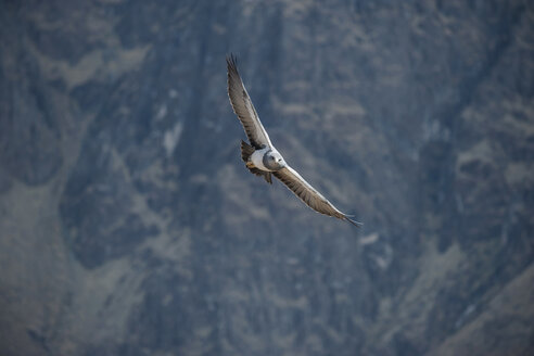Peru, Colca Canyon, Black-chested Buzzard-Eagle (Geranoaetus melanoleucus) - PAF000466