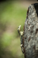 Peru, Andes, Lizard at Machu Picchu - PA000479