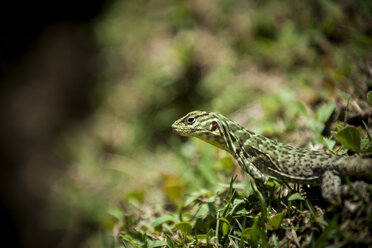 Peru, Anden, Eidechse am Machu Picchu - PA000480