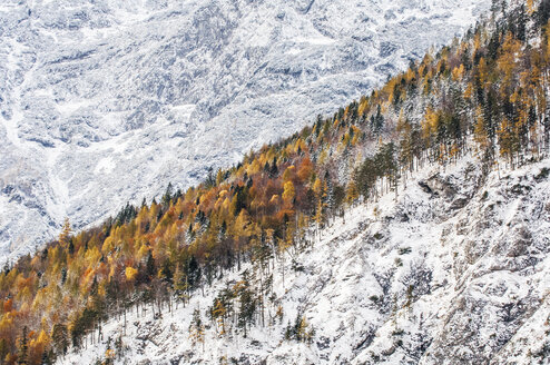 Österreich, Steiermark, Wald im Herbst am Koppenpass - HHF004735