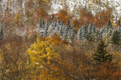 Österreich, Steiermark, Wald im Herbst am Koppenpass - HHF004736