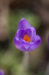 Deutschland, violetter Krokus - MYF000211